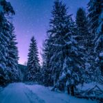 winter trees snow