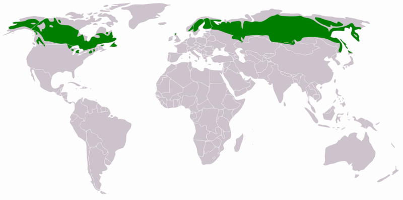 Taiga across the world By GeForce3 (Wiki Commons) [GFDL (https://www.gnu.org/copyleft/fdl.html) or CC-BY-SA-3.0 (https://creativecommons.org/licenses/by-sa/3.0/)], via Wikimedia Commons